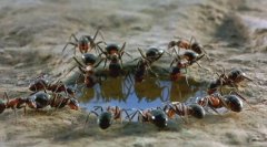<b>家里出现蚂蚁有什么兆头？</b>